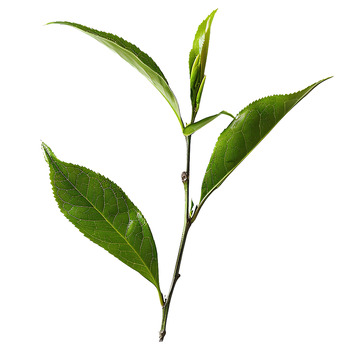 茶叶茶树叶植物