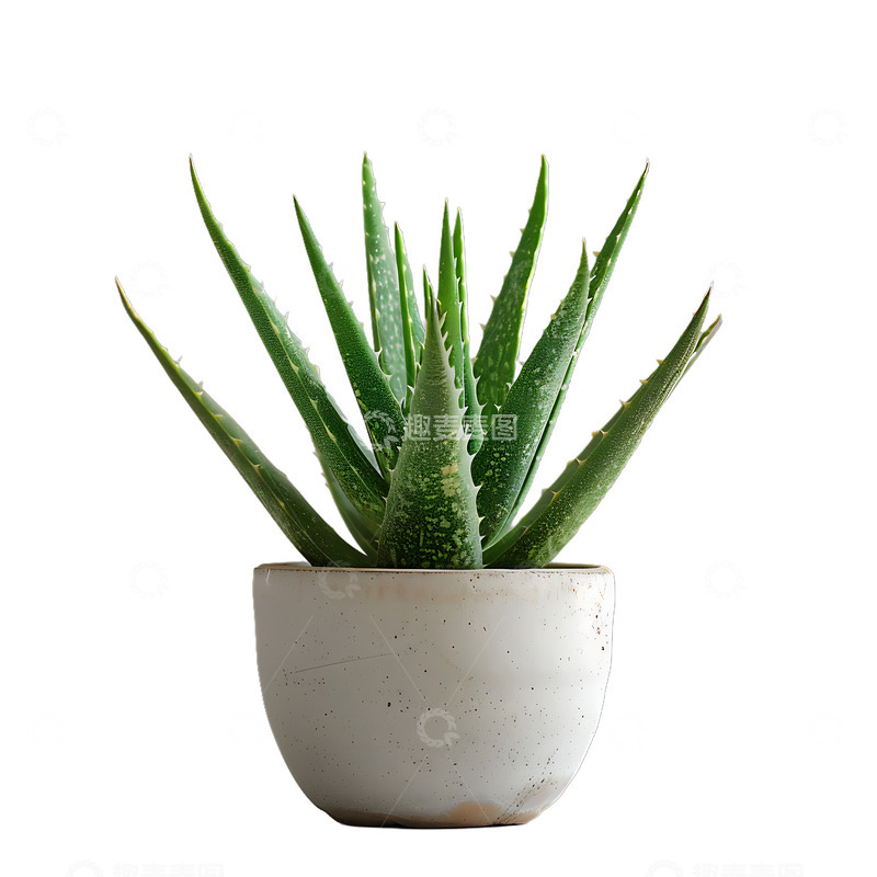 高清大图下载【趣麦麦图】芦荟盆栽植物装饰园艺