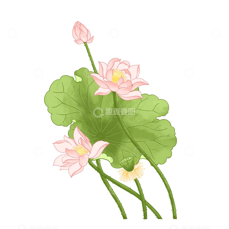源文件下载【趣麦麦图】荷花荷叶莲蓬夏季夏天植物手绘