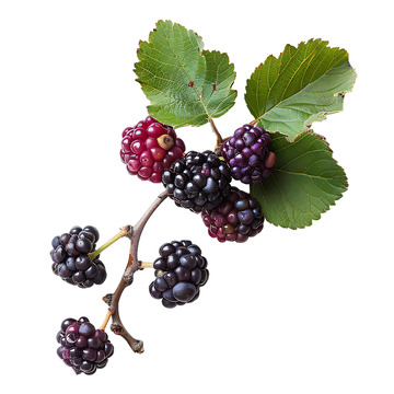 桑葚水果果子叶子