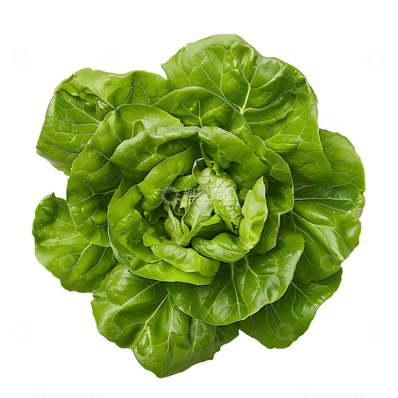 高清大图下载【趣麦麦图】生菜菜叶子蔬菜