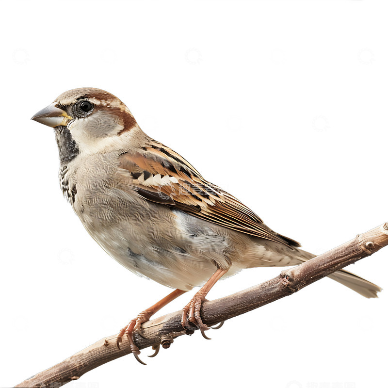 高清大图下载【趣麦麦图】小鸟站在树枝上动物生物