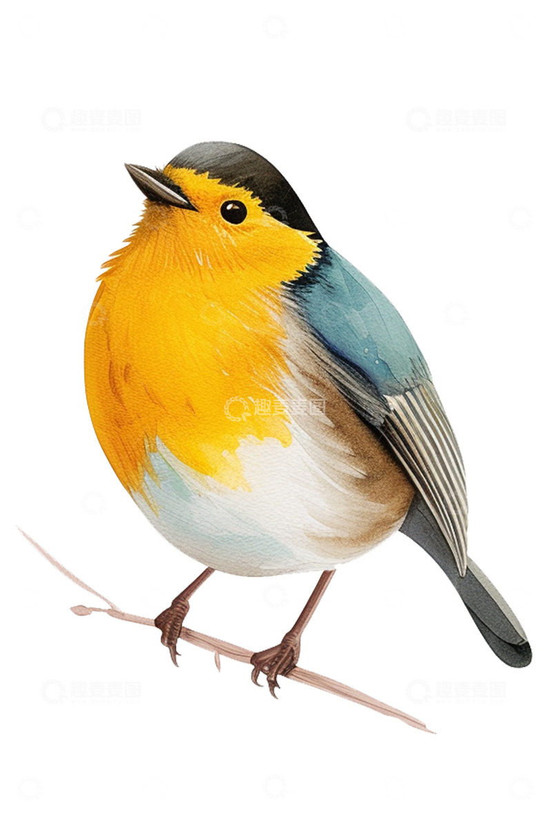 高清大图下载【趣麦麦图】彩铅画风的小鸟