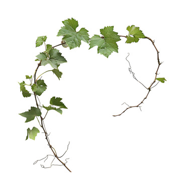 葡萄藤植物叶子