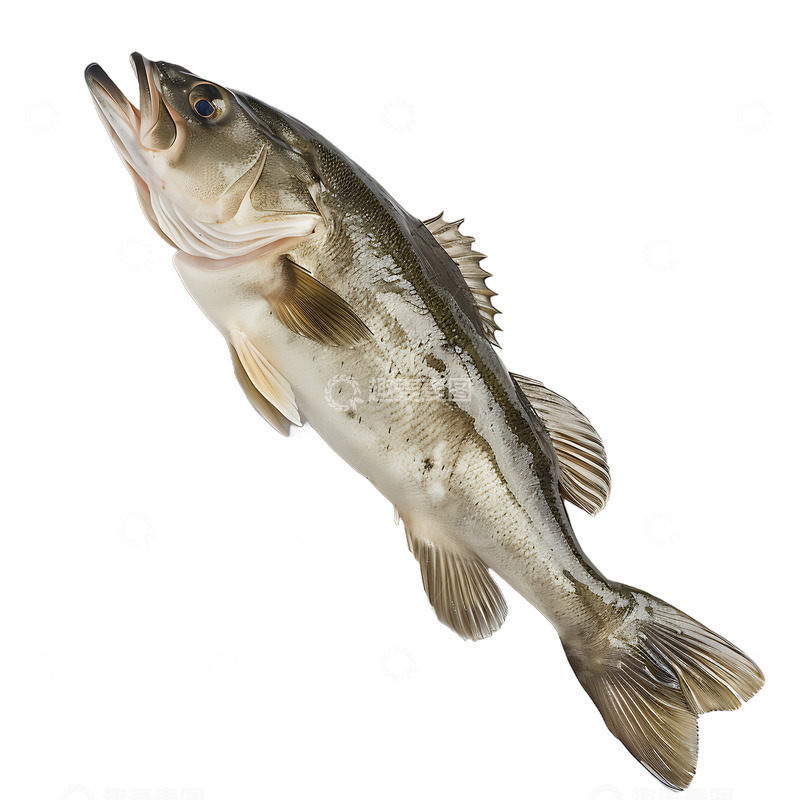 高清大图下载【趣麦麦图】一条鲈鱼鱼肉鱼水产