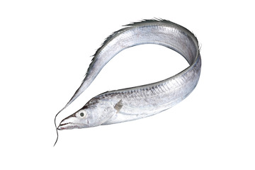 一条大带鱼元素