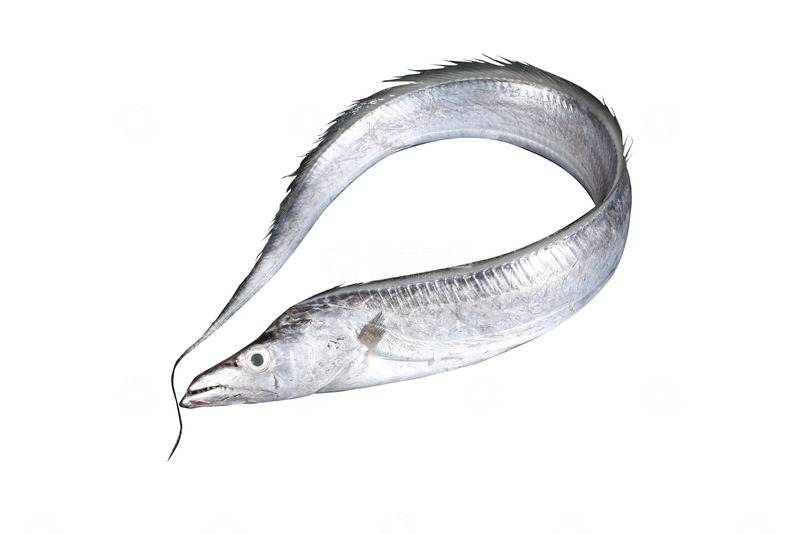 高清大图下载【趣麦麦图】一条大带鱼元素