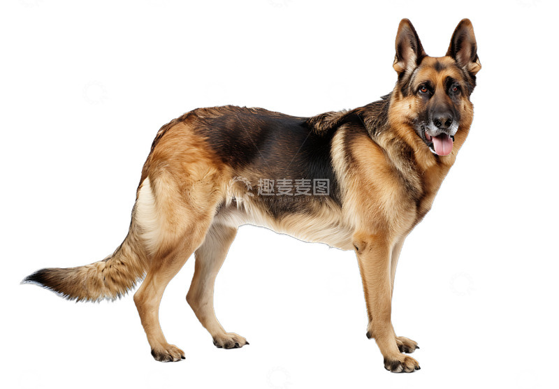 高清大图下载【趣麦麦图】德国牧羊犬犬宠物小狗狗狗犬