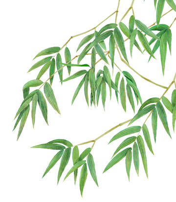 夏季竹子竹叶水彩风格
