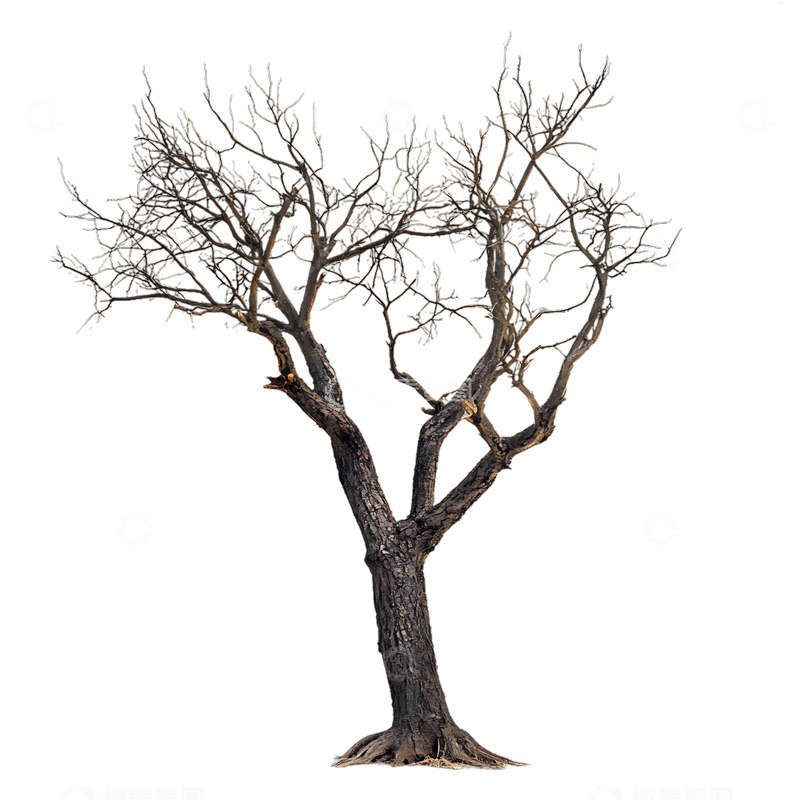 高清大图下载【趣麦麦图】枯木木桩木根朽木枯树枝