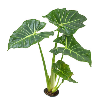 滴水观音叶子植物盆栽景观