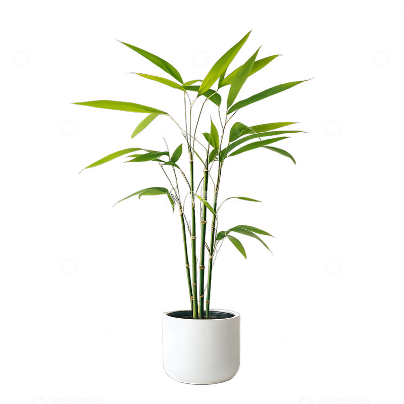 高清大图下载【趣麦麦图】凤尾竹装饰植物盆栽植物