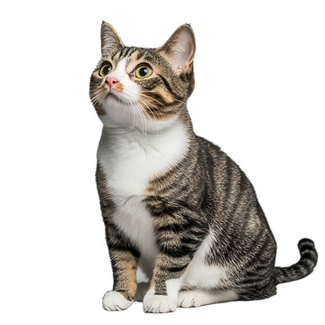 美国硬毛猫动物宠物灰色