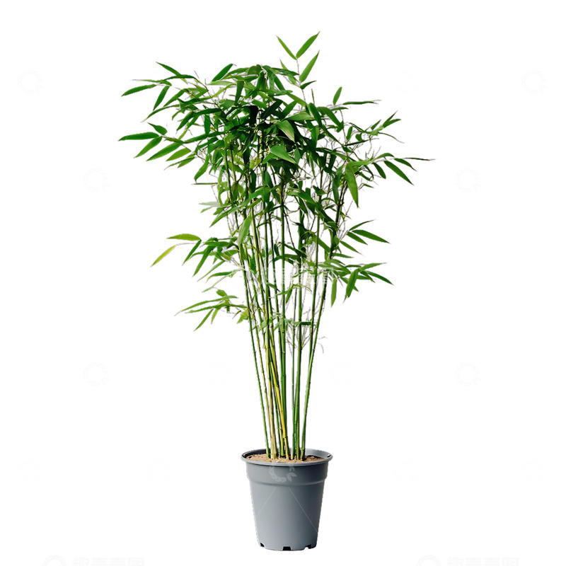 高清大图下载【趣麦麦图】凤尾竹植物盆栽植物