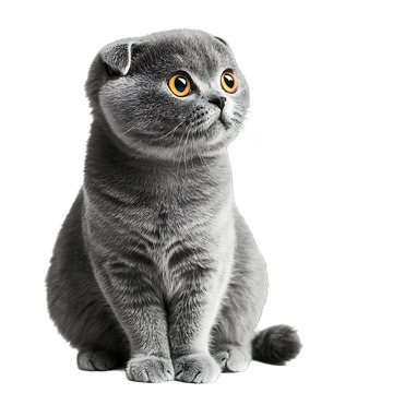 苏格兰折耳猫动物宠物