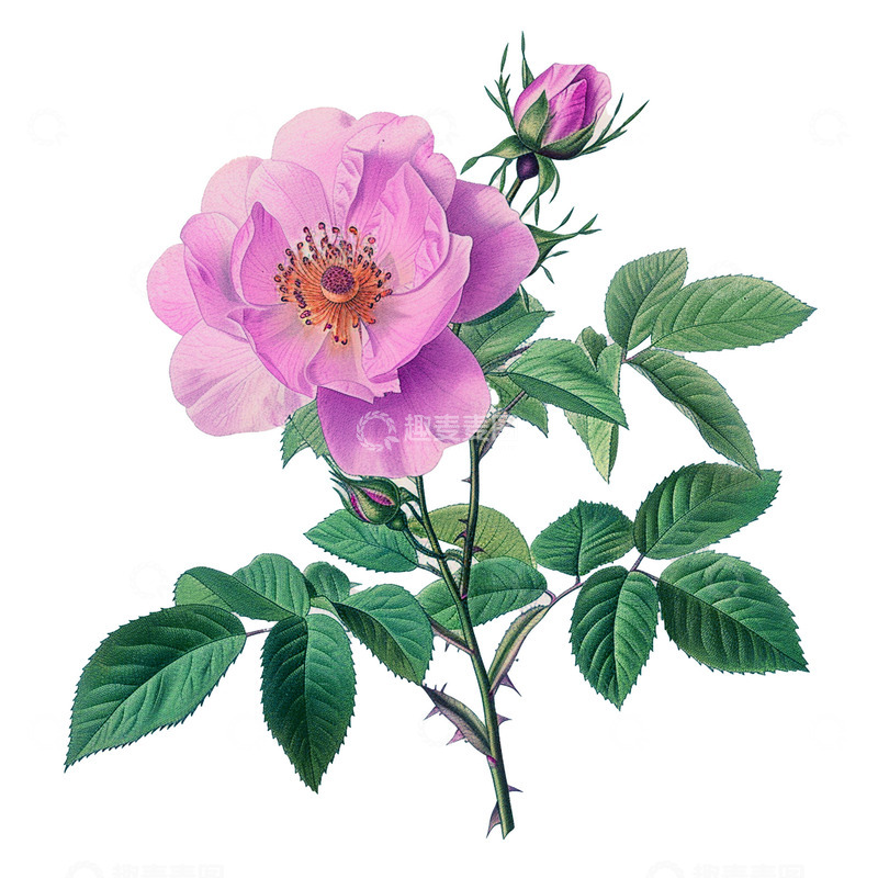 高清大图下载【趣麦麦图】玫瑰花，粉紫色