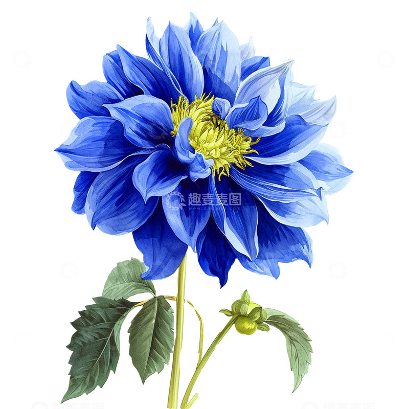高清大图下载【趣麦麦图】漂亮的蓝色花朵