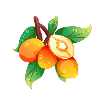 矢量手绘夏天枇杷水果元素