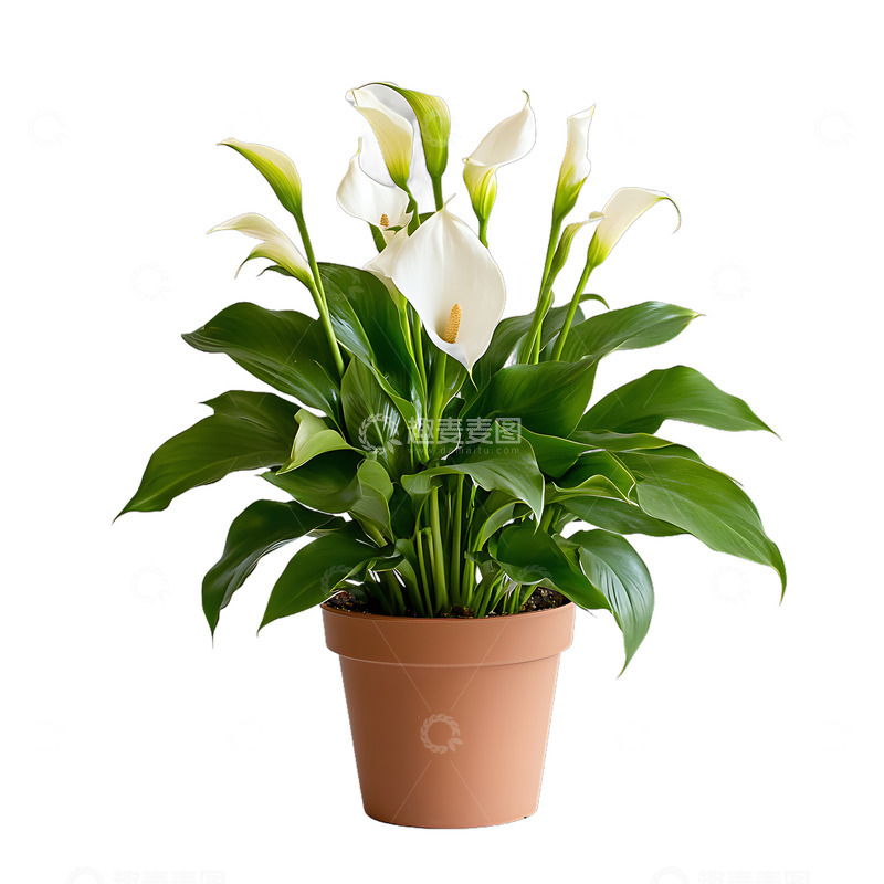 高清大图下载【趣麦麦图】一盆兰花兰草植物盆栽