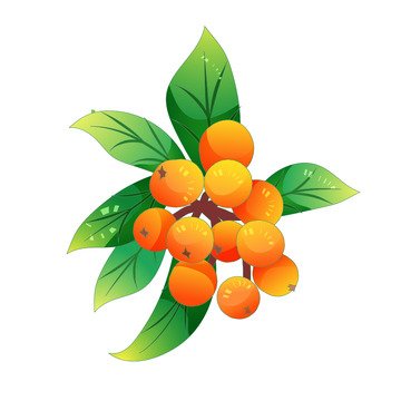 矢量手绘枇杷水果元素