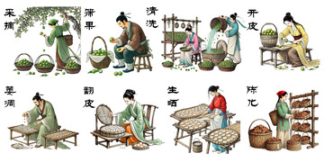 古法陈皮制作工艺插画流程图