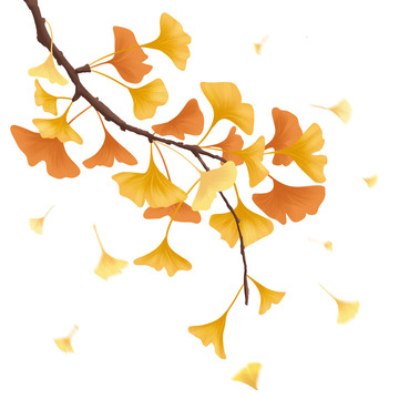 秋季秋分立秋秋天银杏叶手绘插画元素