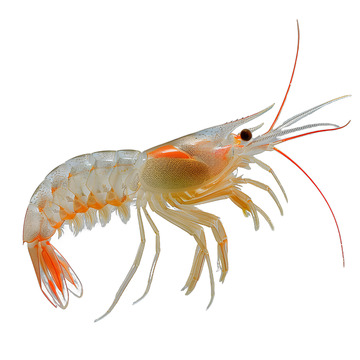 北极虾虾子海洋海鲜