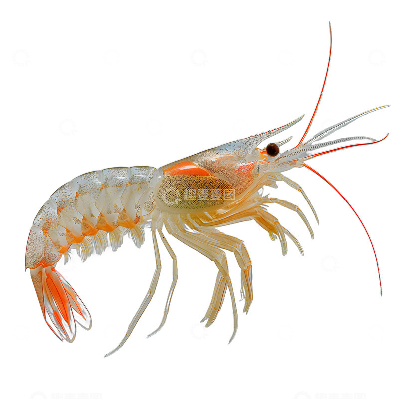高清大图下载【趣麦麦图】北极虾虾子海洋海鲜