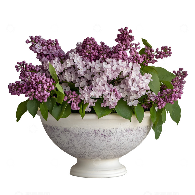 高清大图下载【趣麦麦图】一盆丁香花花朵