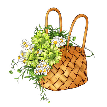 水彩花篮小雏菊插画元素