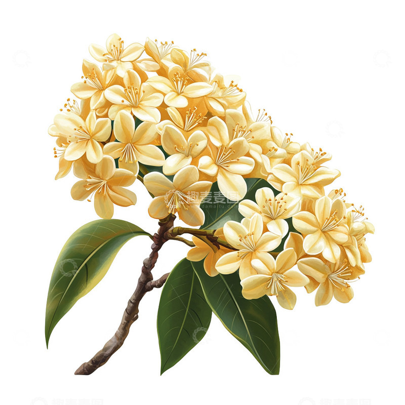 高清大图下载【趣麦麦图】桂花植物素材