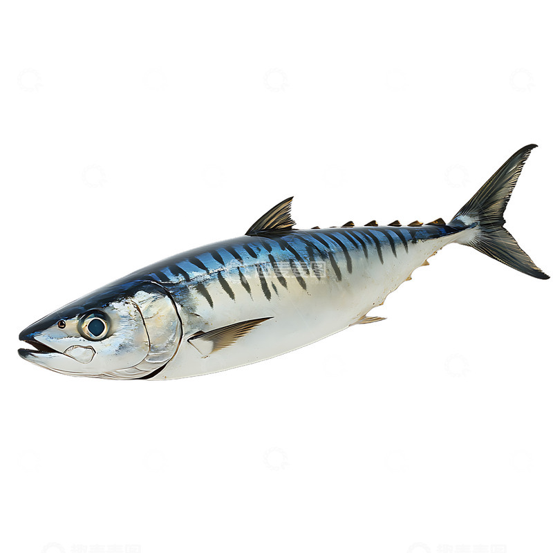 高清大图下载【趣麦麦图】鲭鱼鱼类海洋鱼