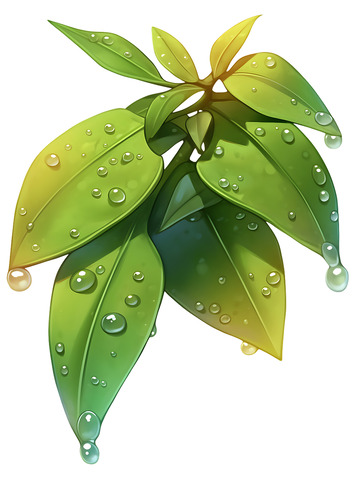 白露露水叶子卡通