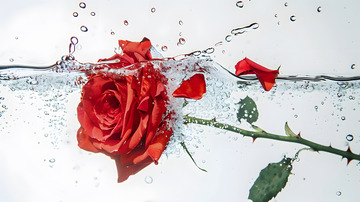 水中漂浮的红玫瑰