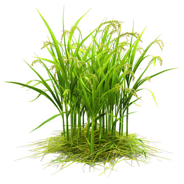 卡通绿色水稻植物粮食庄稼