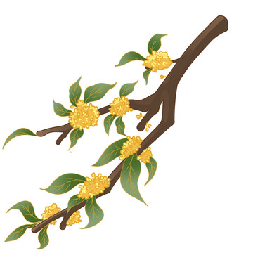 金秋桂花免抠图片