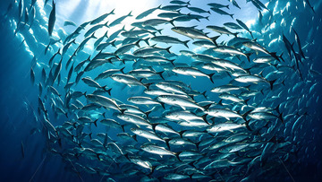 海底世界鱼群摄影图1