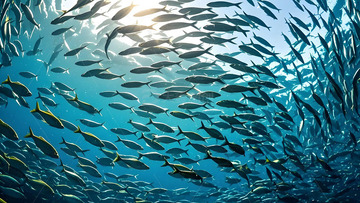 海底自然风景鱼群摄影图