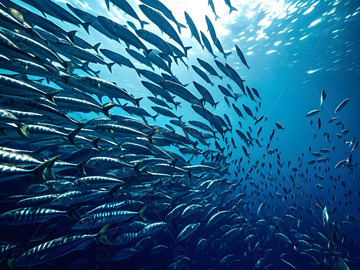 海底自然风景鱼群摄影图1