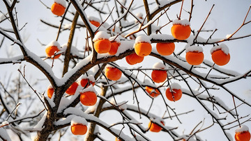 冬季柿子树摄影图