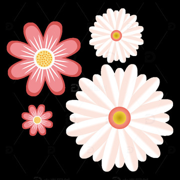 可爱花朵花瓣菊花