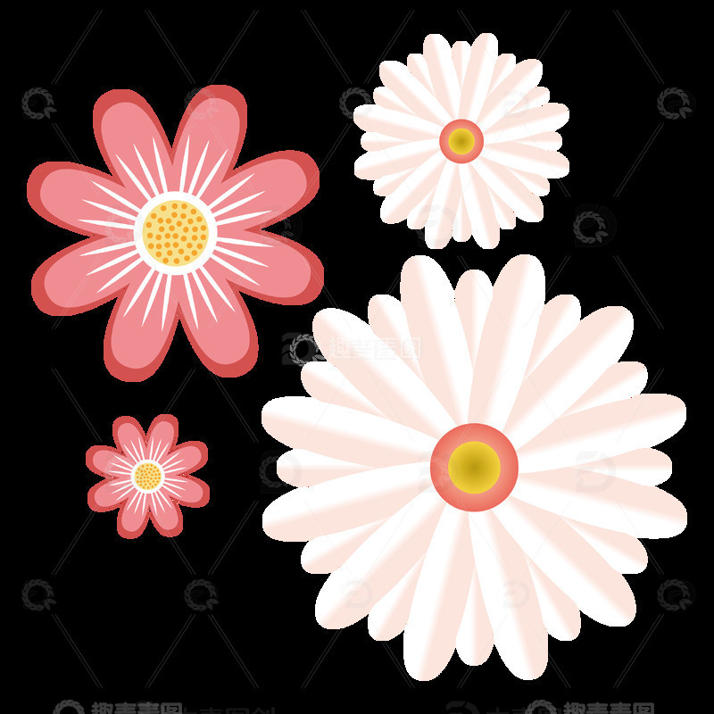 可爱花朵花瓣菊花