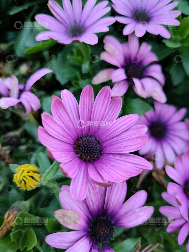 高清大图下载【趣麦麦图】粉紫色小雏菊