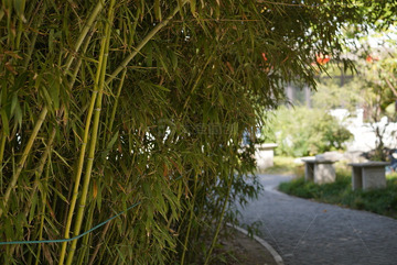 竹林小路摄影作品