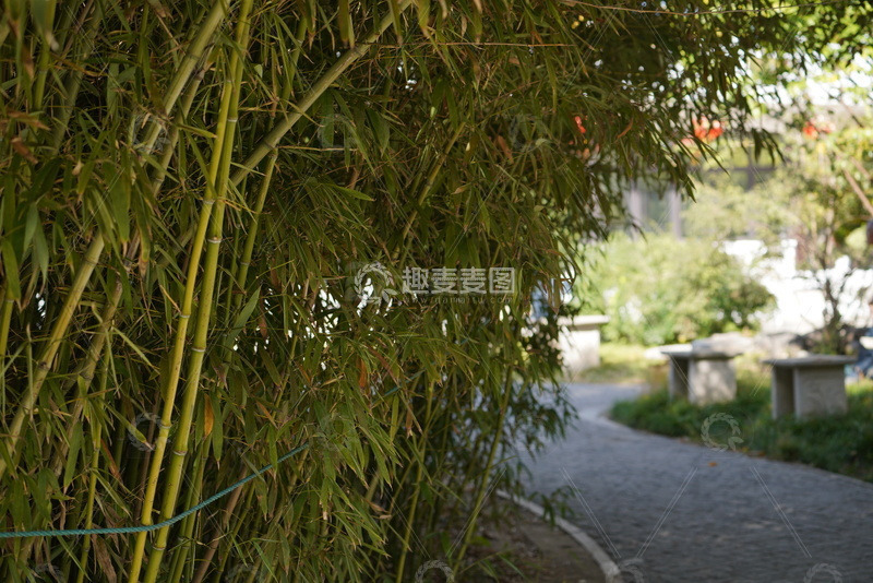 高清大图下载【趣麦麦图】竹林小路摄影作品