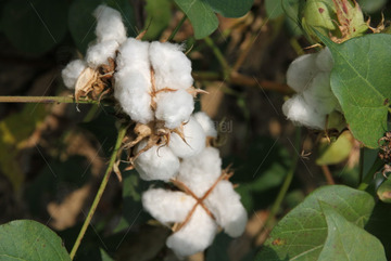 棉花农业植物摄影图