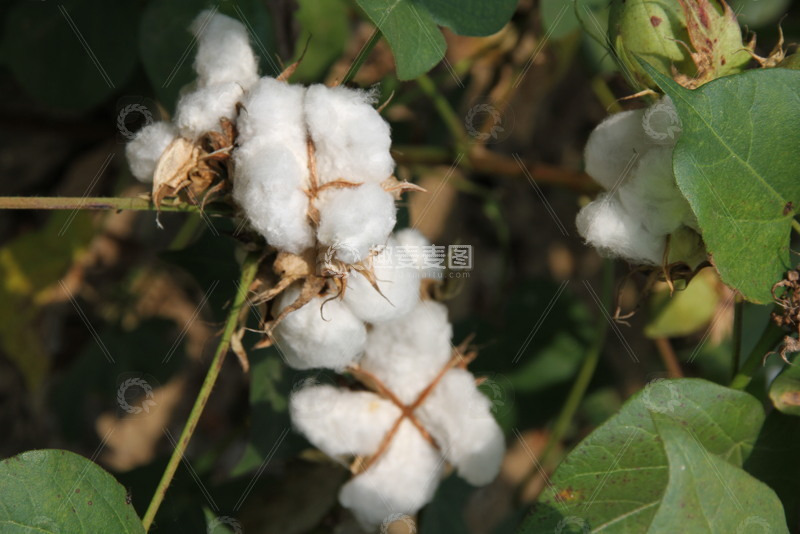 高清大图下载【趣麦麦图】棉花农业植物摄影图