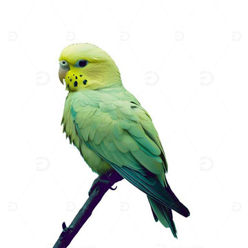 虎皮鹦鹉绿色精灵