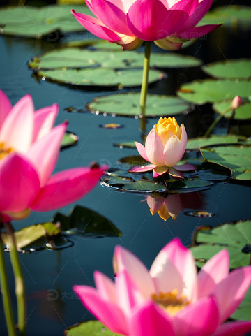 荷叶荷花摄影素材5