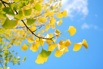 蓝天下的银杏树叶